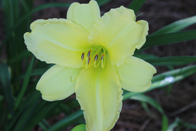 My Garden....Yellow Day Lily        2017