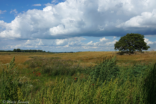 Munnikenland with tree