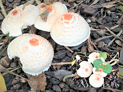 Never before I had seen these white ones in my garden