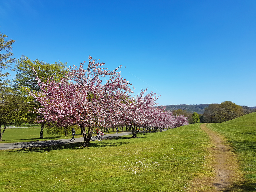 Bonn - Rheinaue
