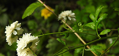 20210826 2594CPw [D~LIP] Mutterkraut (Tanacetum parthenium), Bad Salzuflen