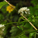 20210826 2594CPw [D~LIP] Mutterkraut (Tanacetum parthenium), Bad Salzuflen