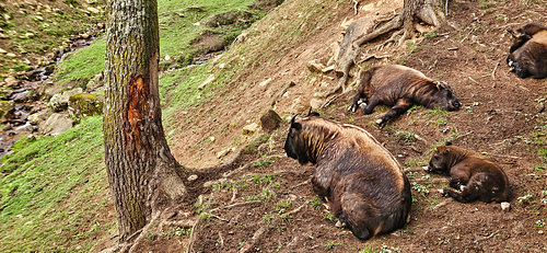 A Family of Takin