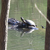 Turtle warming in the sunshine