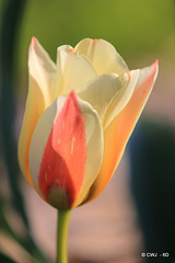 April Tulips