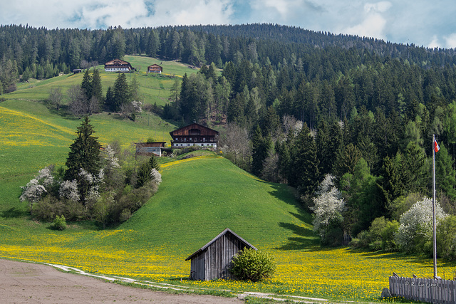 Frühlingswiese bei Innichen