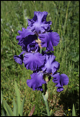 Blenheim Royal Blenheim Royal
