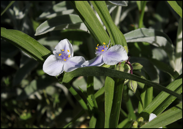 Tradescantia x Andersoniana (2)