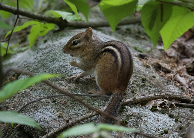 Chipmunk