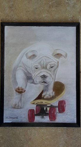 le chien sur don skate