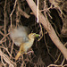 Nesting Wren