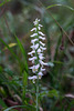 Spiranthes odorata (Fragrant Ladies'-tresses orchid)