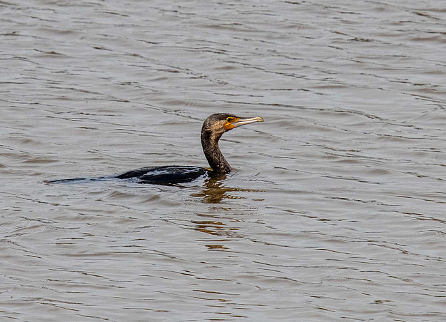 Cormorant