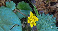 20200321 6979CPw [D~LIP] Scharbockskraut (Ficaria verna), Bad Salzuflen