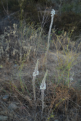 Urginea maritima, Drimia maritima, Aspargales