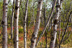 Birkenwald auf dem Njakajaure-Trail (© Buelipix)