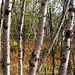 Birkenwald auf dem Njakajaure-Trail (© Buelipix)