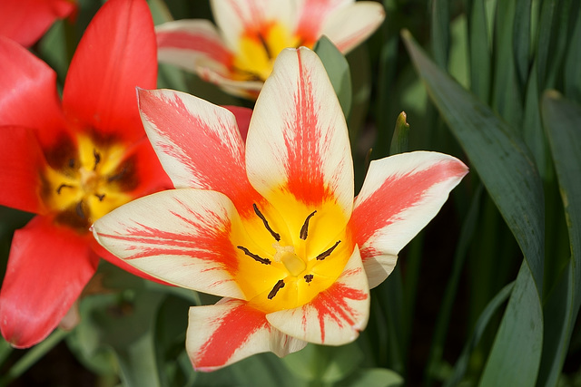 Schöne Tulpe