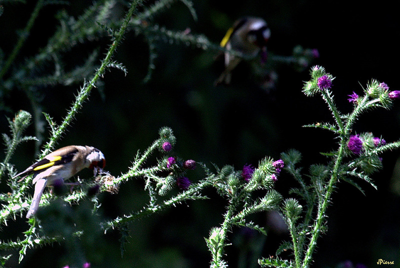 Chardonnerets...parmi les chardons