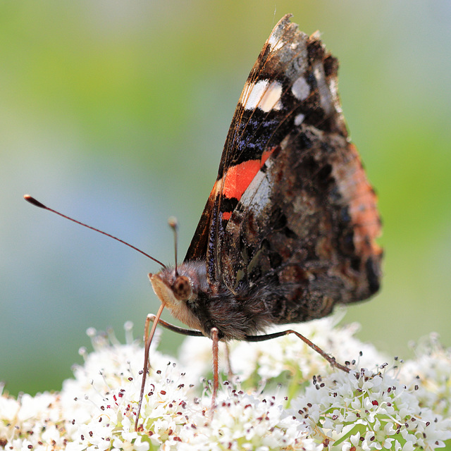 EOS 90D Peter Harriman 12 29 40 10880 redAdmiral dpp