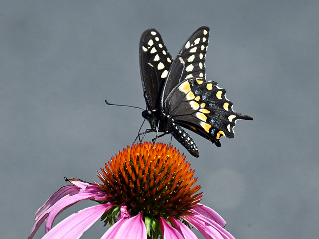 swallowtail echinacea-3 DSC 7777