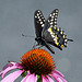 swallowtail echinacea-3 DSC 7777