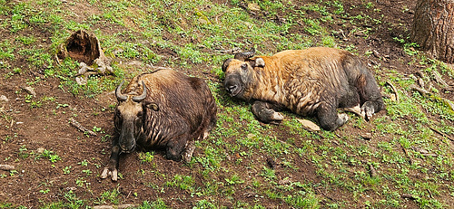 National Animal of Bhutan - Takin