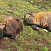 National Animal of Bhutan - Takin