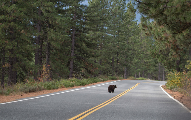 Mt Shasta Everitt Memorial Highway bears (1083)