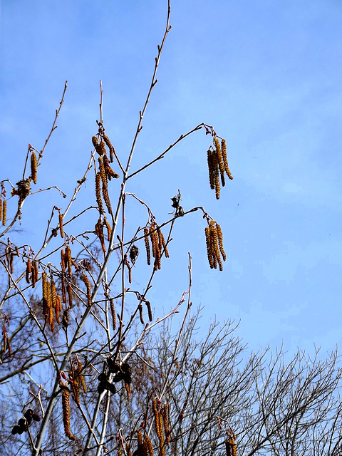 Catkins