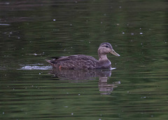 American Black Duck