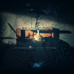 lichen 3 lichen 3