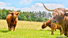 Highland cattle