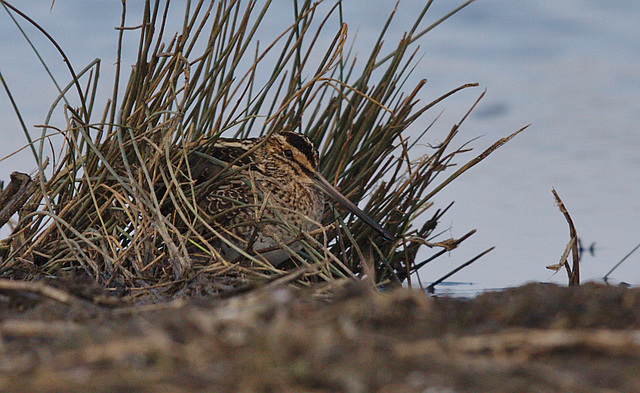 Snipe IMG_0747