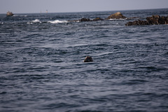 excursion en mer d Iroise et île de molène