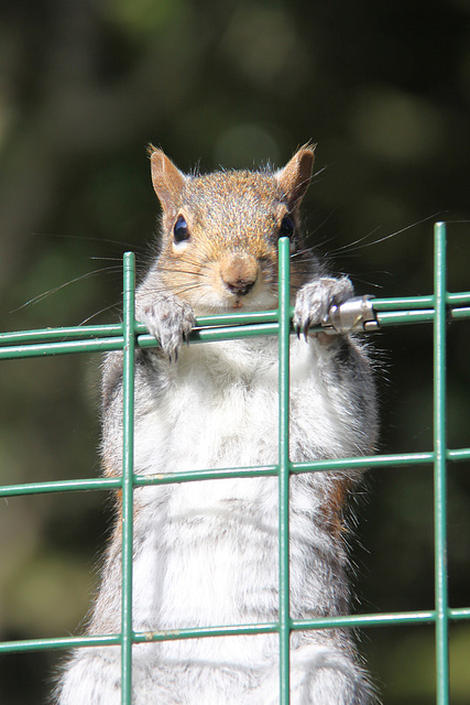 Squirrel Prison