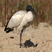 Ibis sacro (Threskiornis aethiopicus)