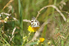 Melanargia galathea auf gelber Blüte