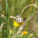 Melanargia galathea auf gelber Blüte