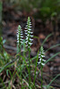 Spiranthes odorata (Fragrant Ladies'-tresses orchid)