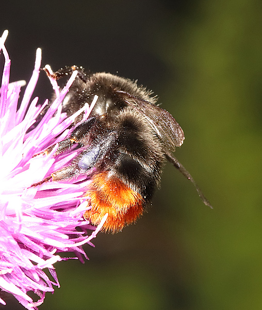 IMG 5040Bumblebee