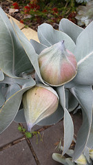 eucalyptus buds