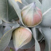 eucalyptus buds