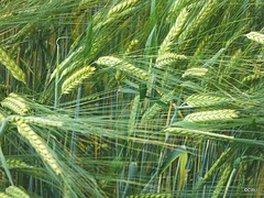 Ripening Barley