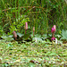 Guatemala, Red (burgundy) Water Lilies in the Chocón Machacas Protected Biotope