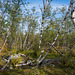 Birkenwald auf dem Njakajaure-Trail (© Buelipix)