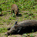 Am Wildschweingehege im Locherholz Ravensburg (PicinPic)