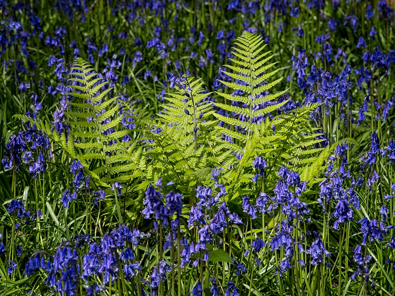 Bluebells and Bracken