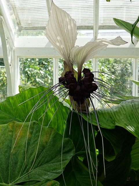 Bat Flower
