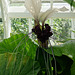 Bat Flower